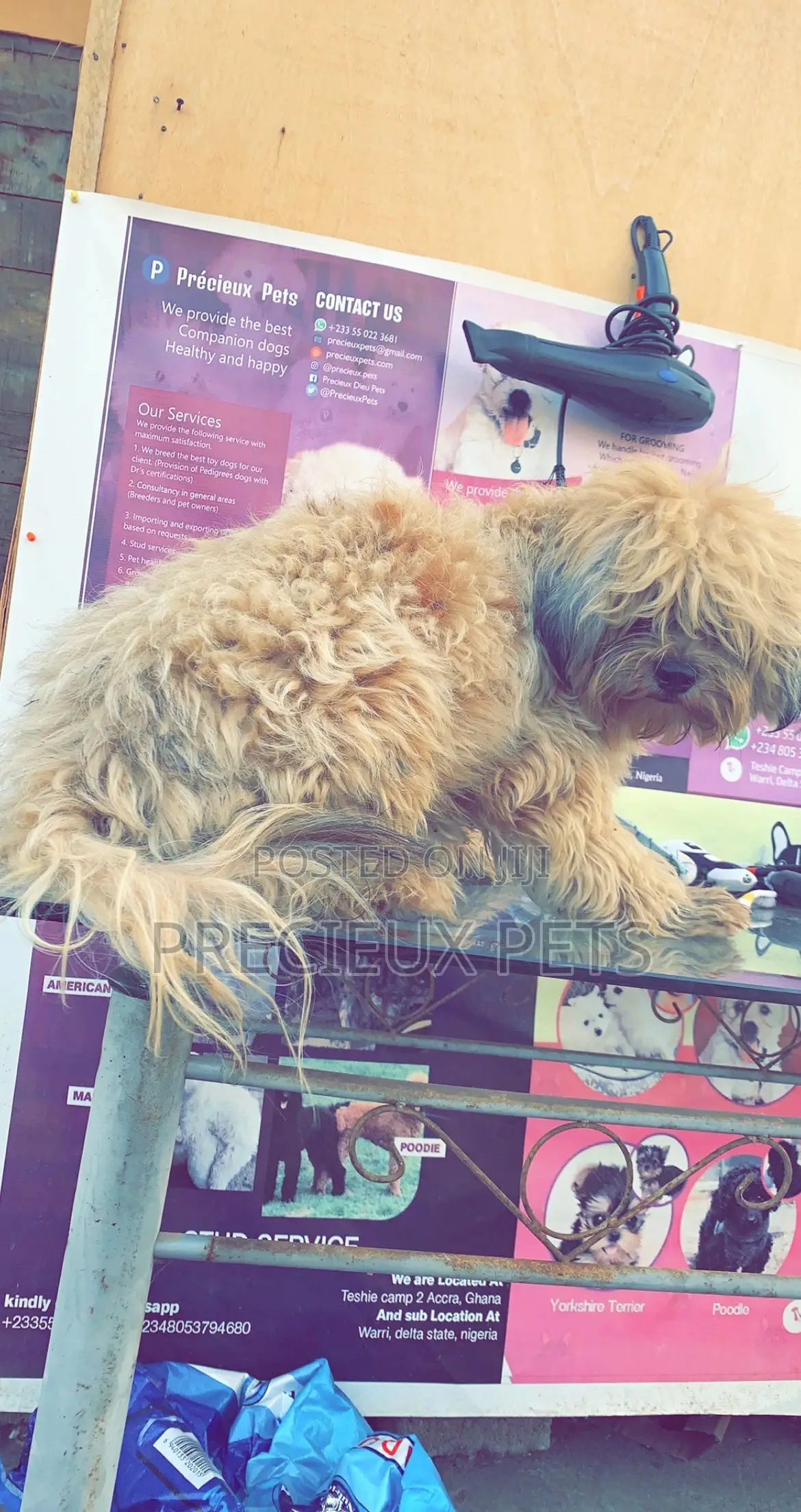 Grooming For Poodles