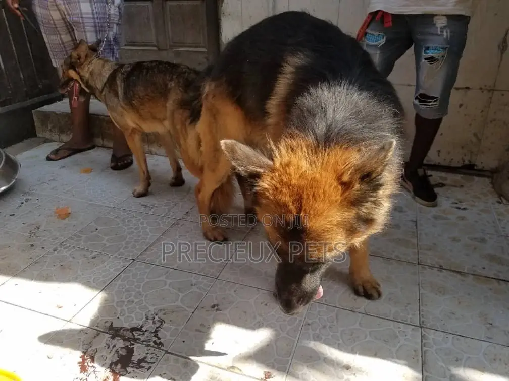 Alpha Male GSD Available for Stud Services