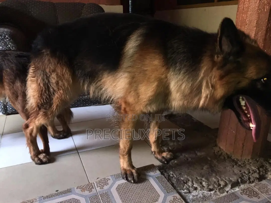 Alpha Male GSD Available for Stud Services