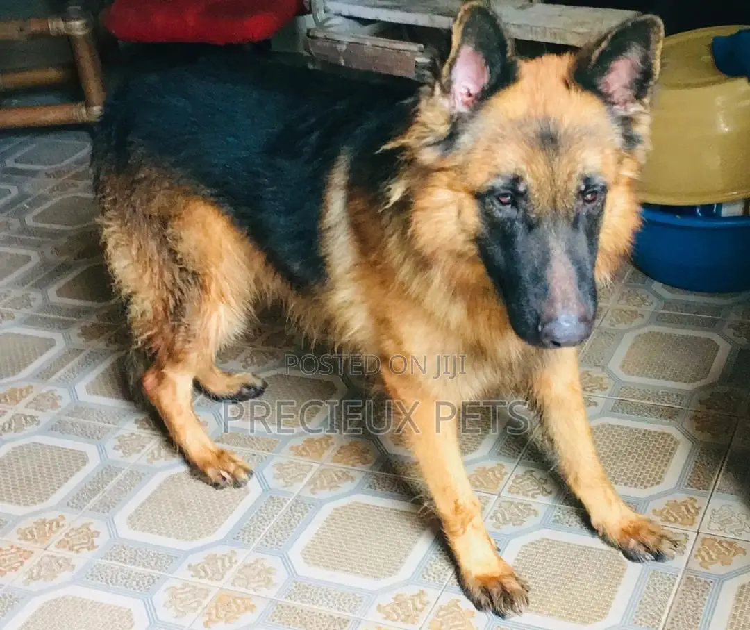 Alpha Male GSD Available for Stud Services