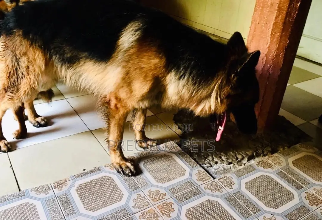 Alpha Male GSD Available for Stud Services