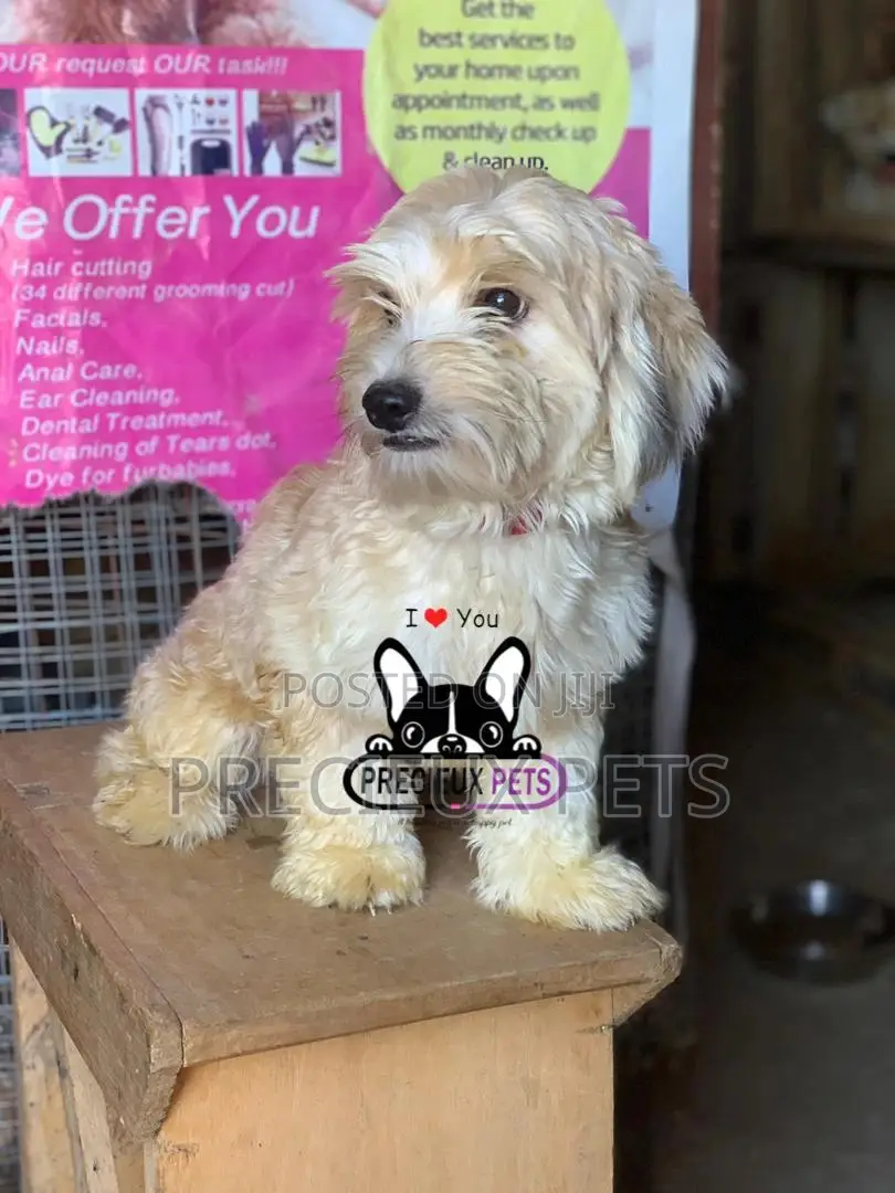 Havanese for Stud Services