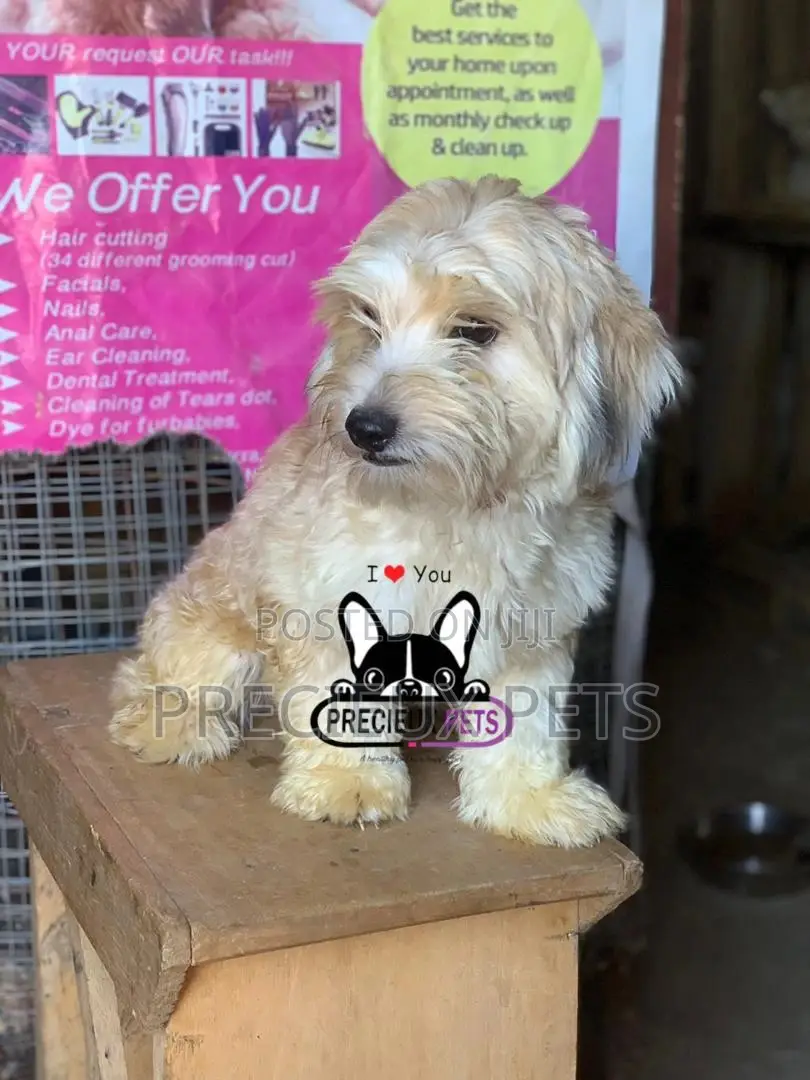 Havanese for Stud Services