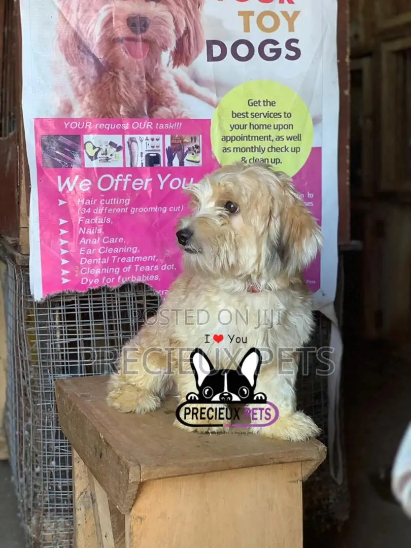 Havanese for Stud Services