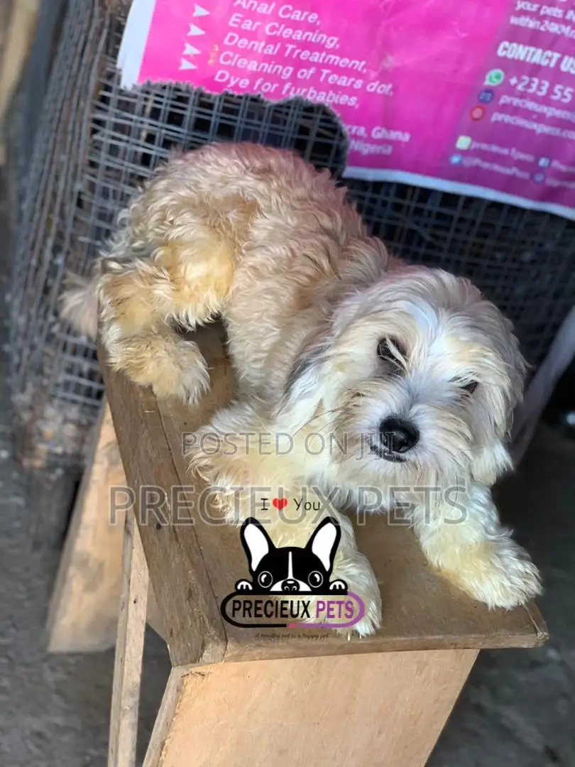 Havanese for Stud Services
