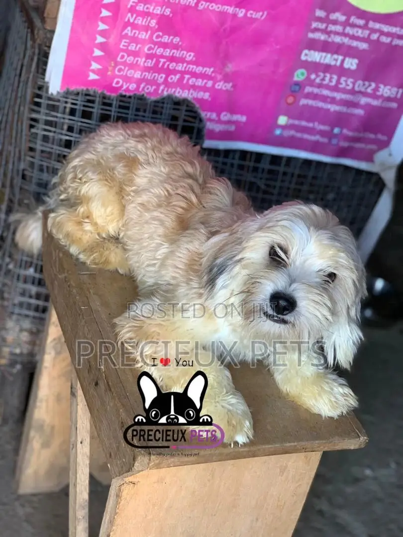 Havanese for Stud Services