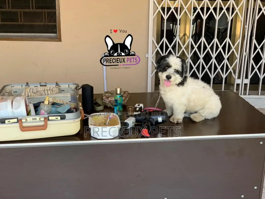 Grooming Home Service for Toy Dogs