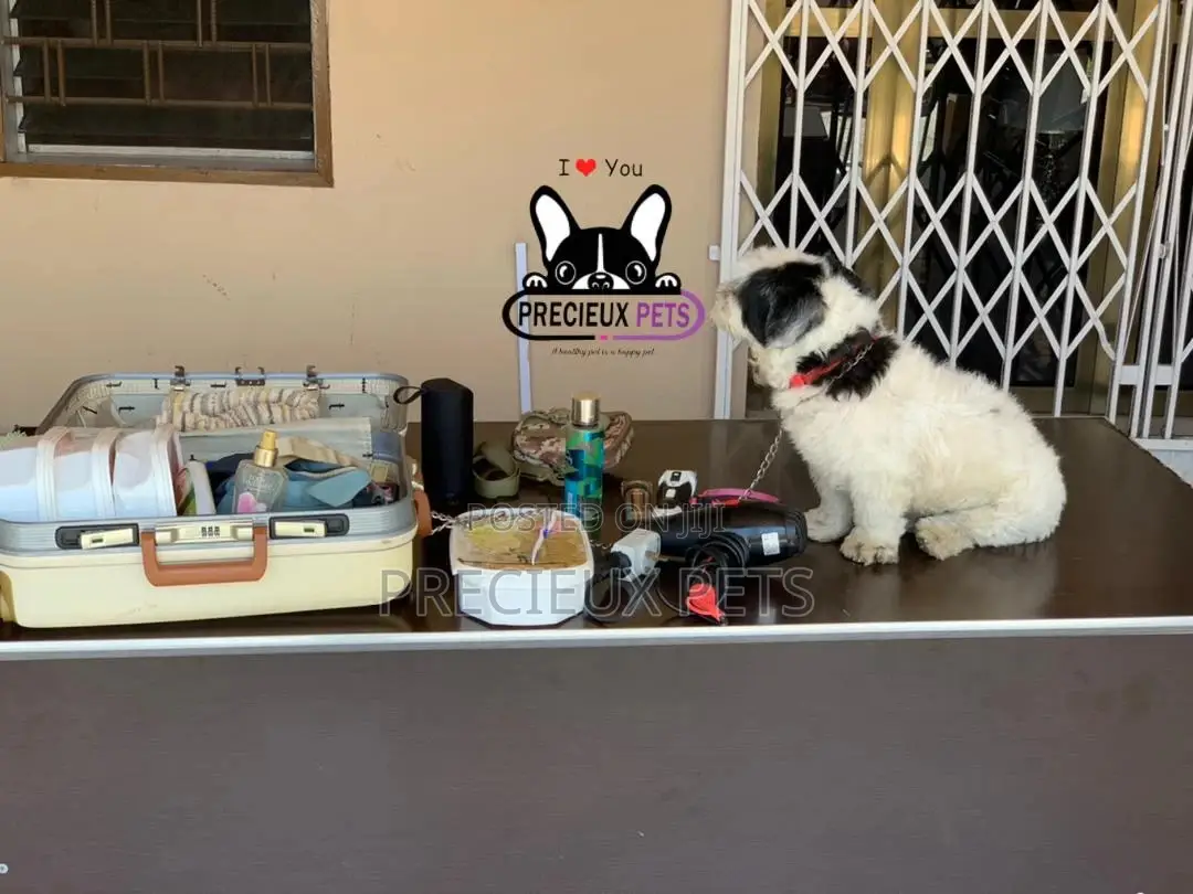 Grooming Home Service for Toy Dogs