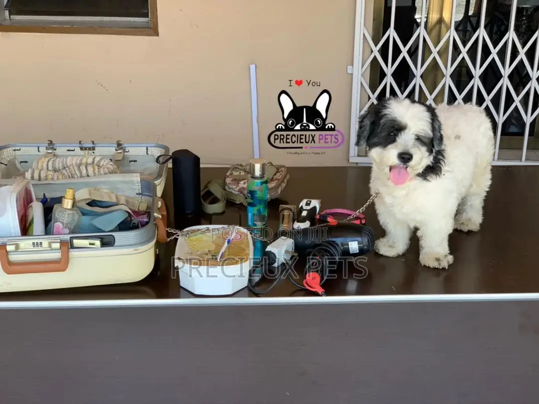Grooming Home Service for Toy Dogs