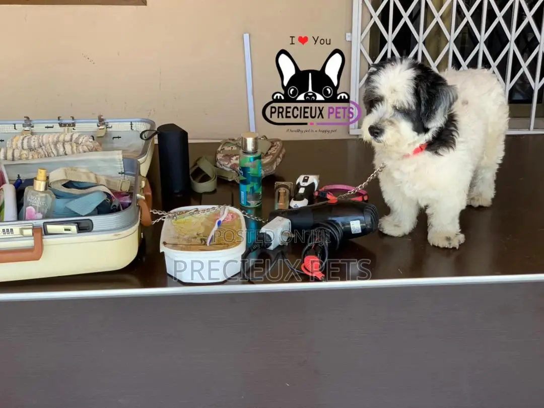 Grooming Home Service for Toy Dogs