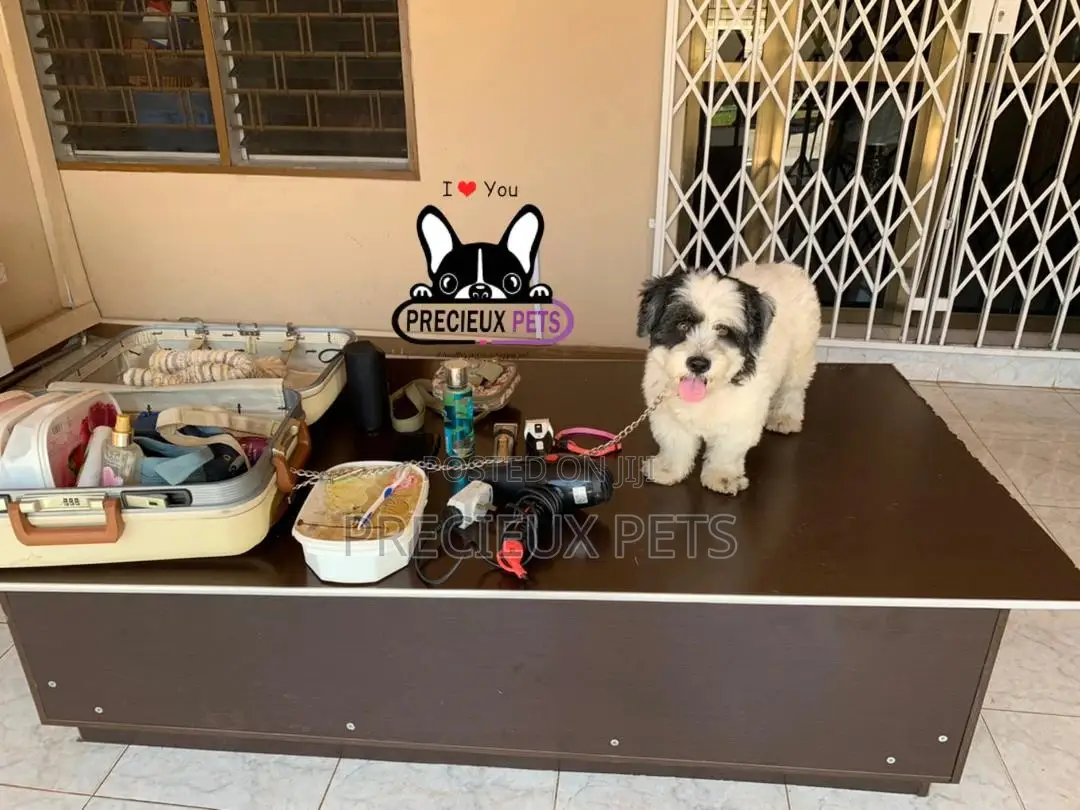 Grooming Home Service for Toy Dogs