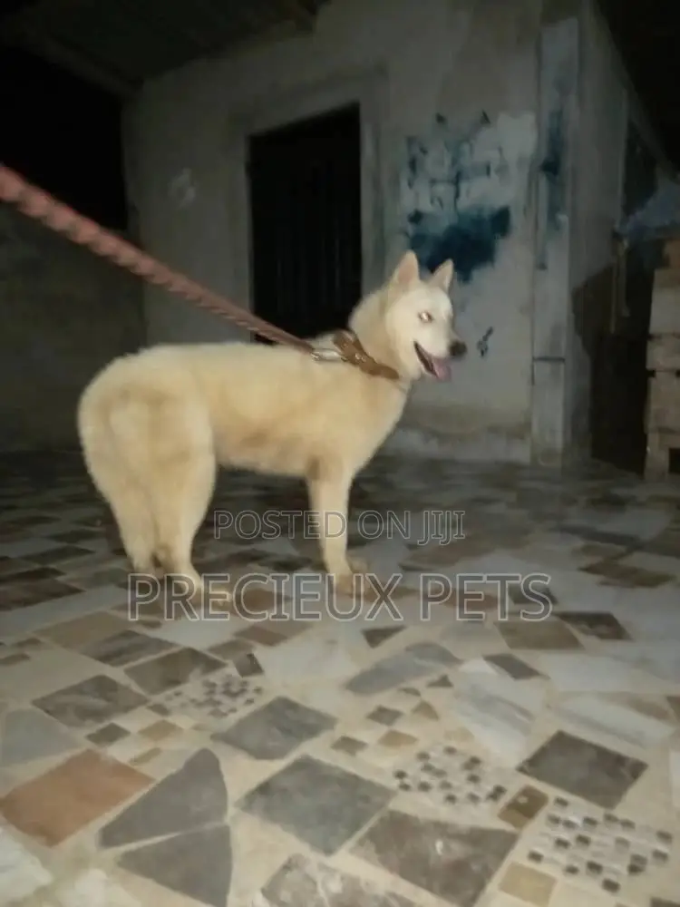 Stud Services/Mating/ Crossing for Siberian Husky
