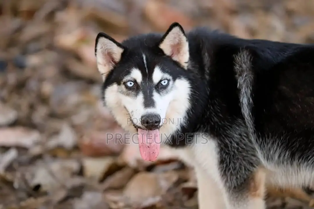 Stud Services/Mating/ Crossing for Siberian Husky