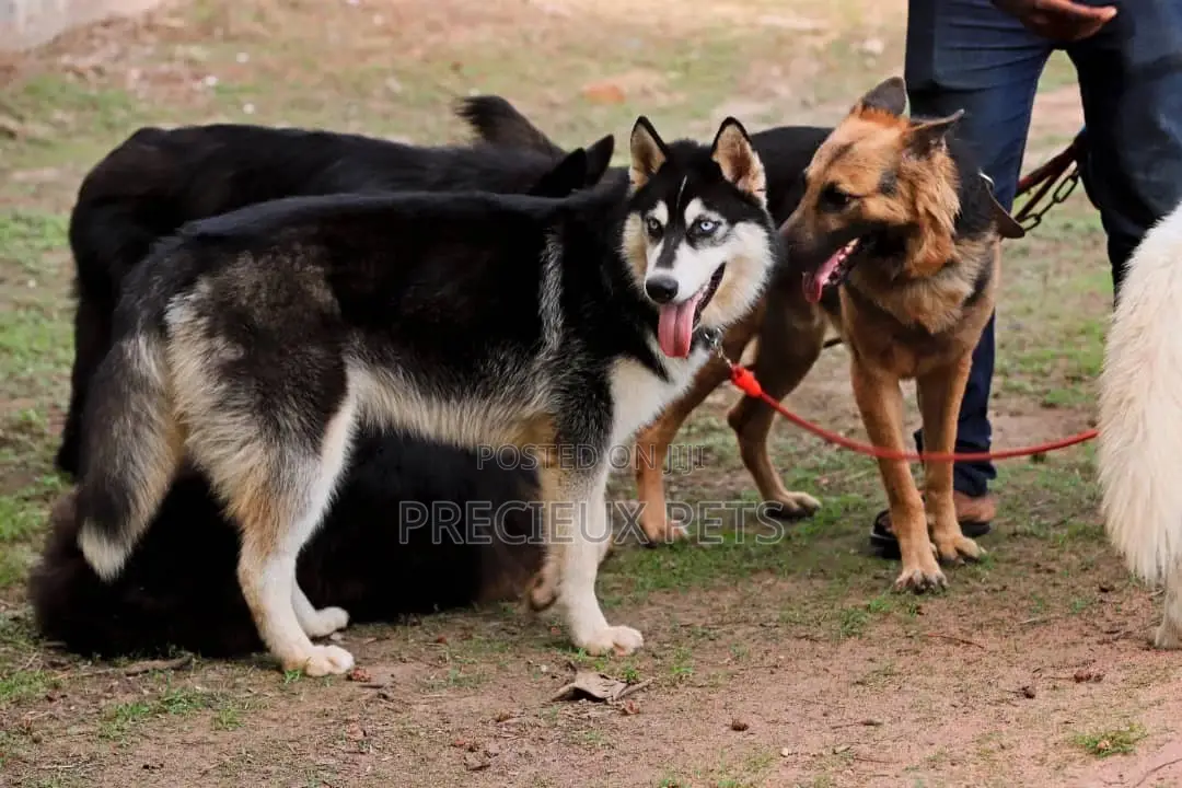 Stud Services/Mating/ Crossing for Siberian Husky