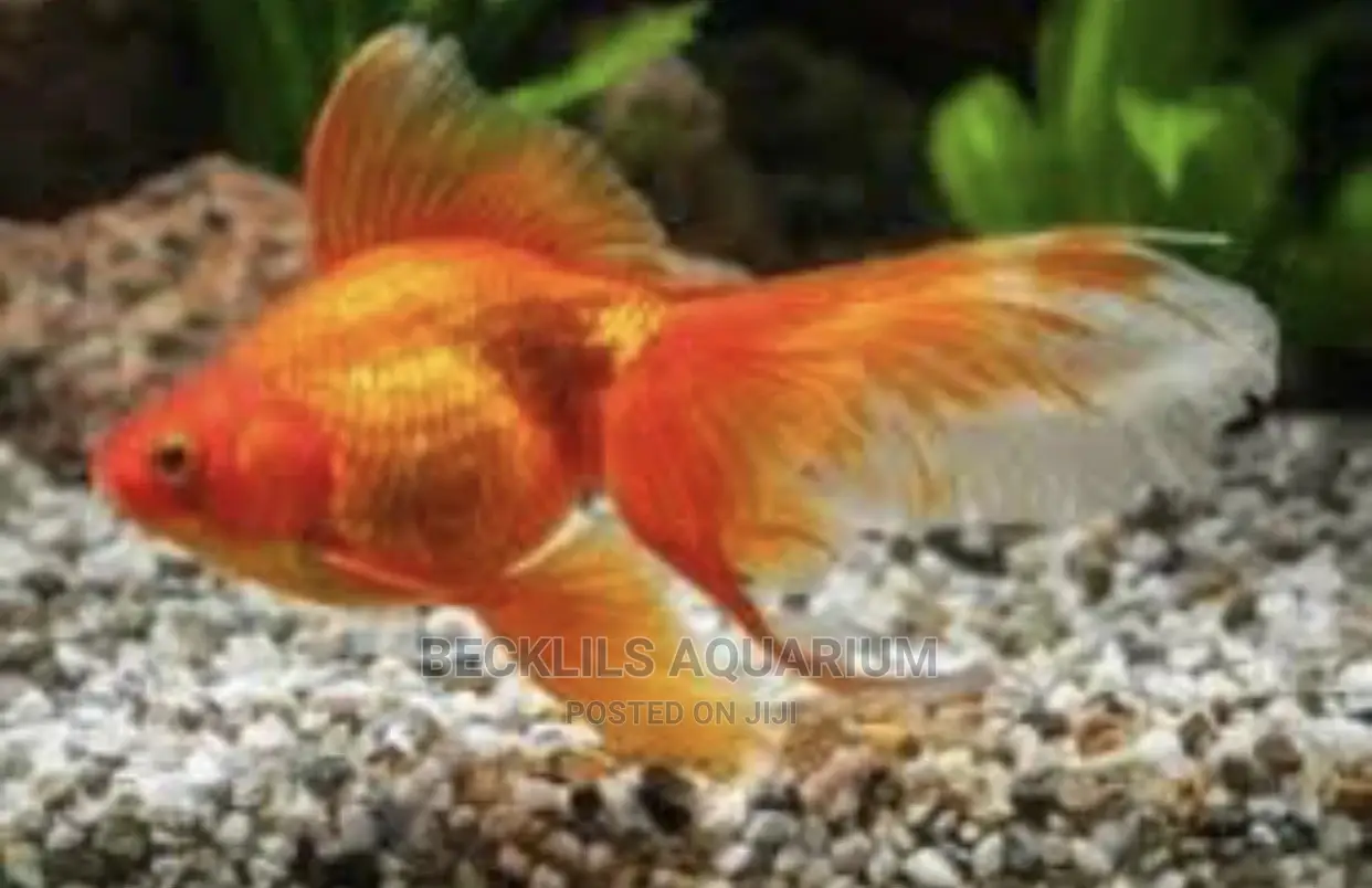 Assorted Gold Fishes and Koi