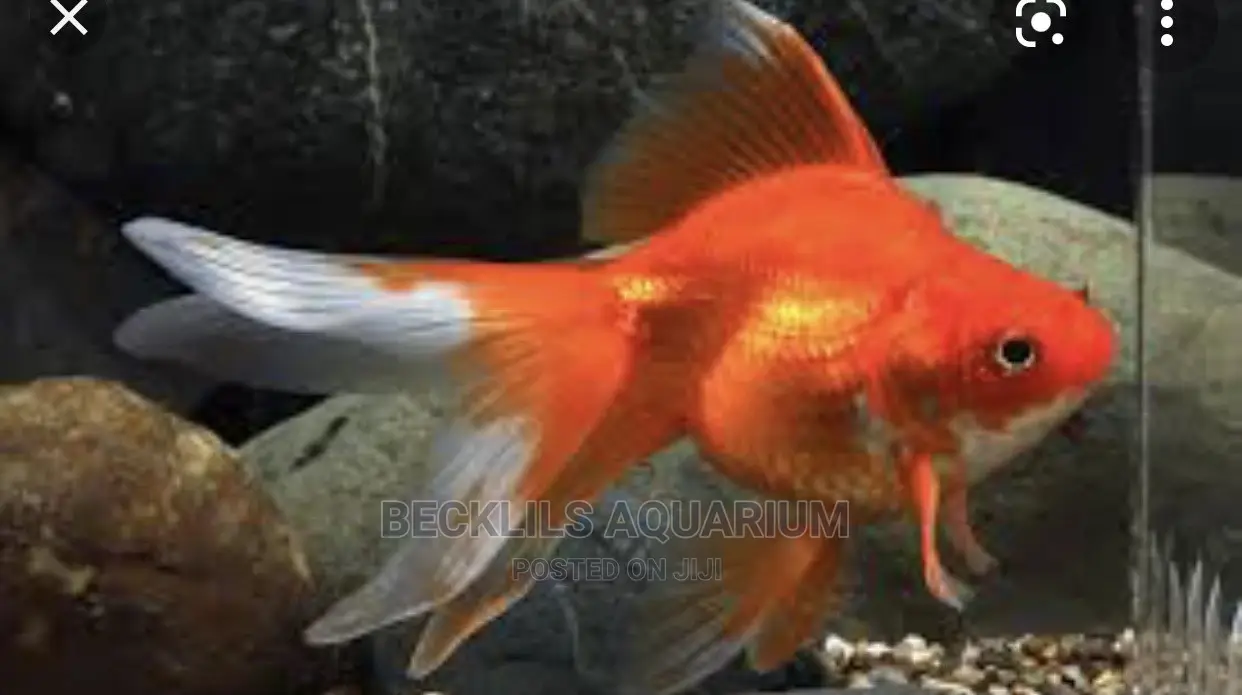 Assorted Gold Fishes and Koi