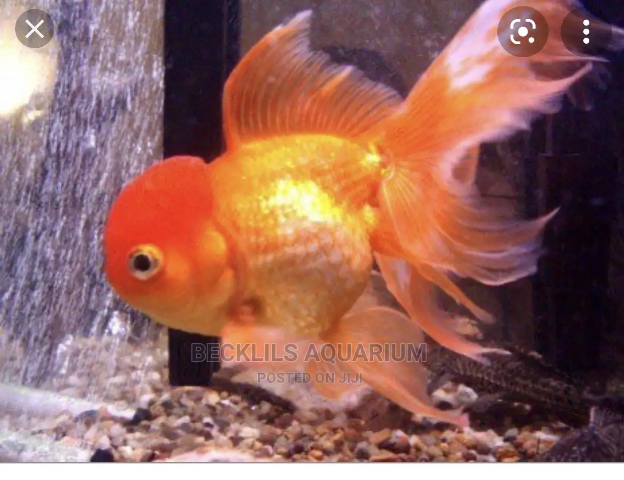 Assorted Gold Fishes and Koi