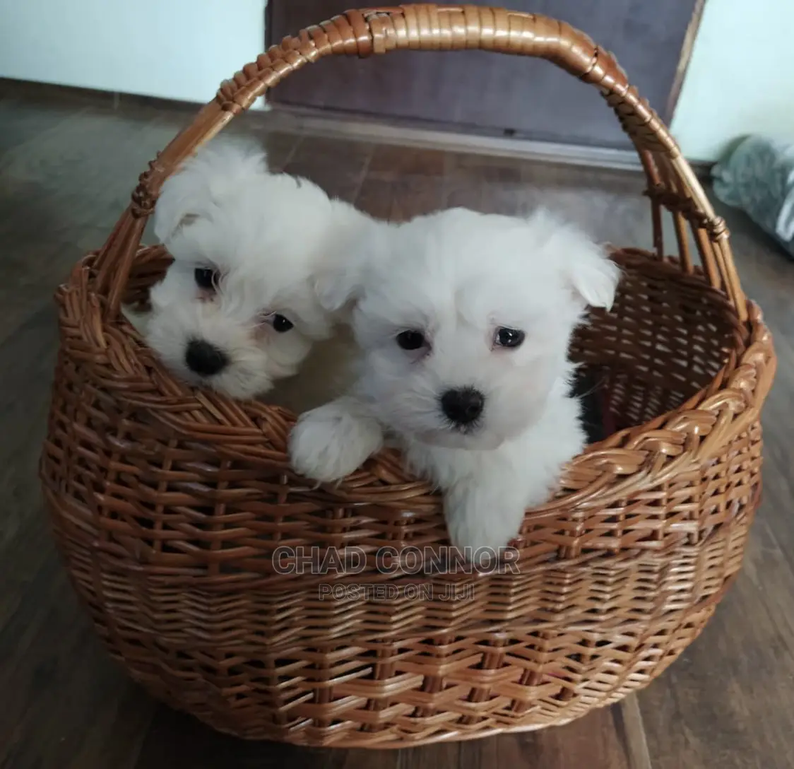 1-3 months Male Purebred Maltese