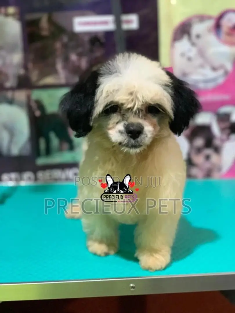 Puppy Grooming Services 0001