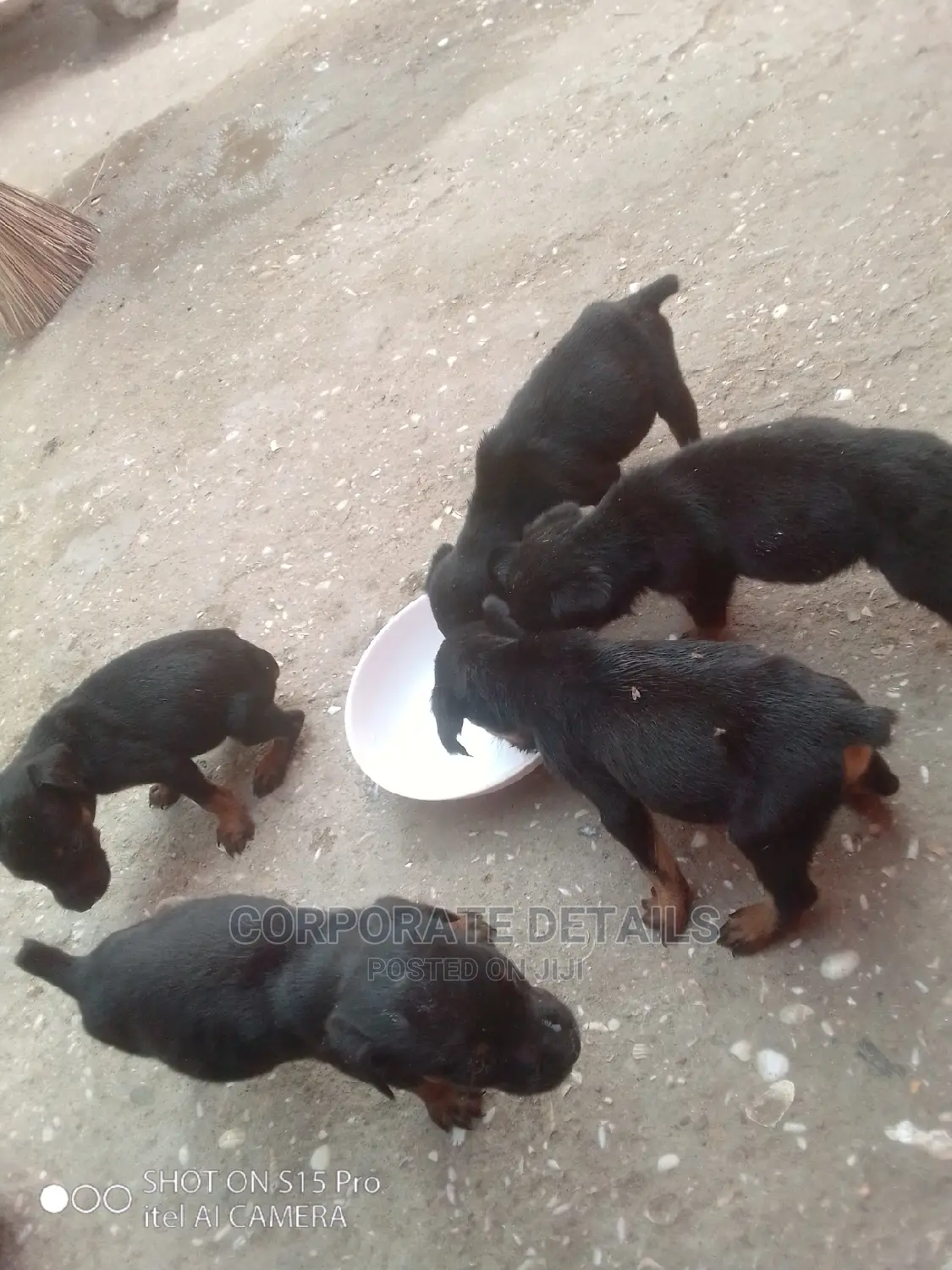 0-1 Month Male Purebred Doberman Pinscher