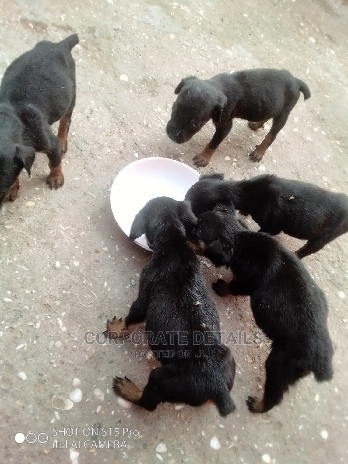 0-1 Month Male Purebred Doberman Pinscher