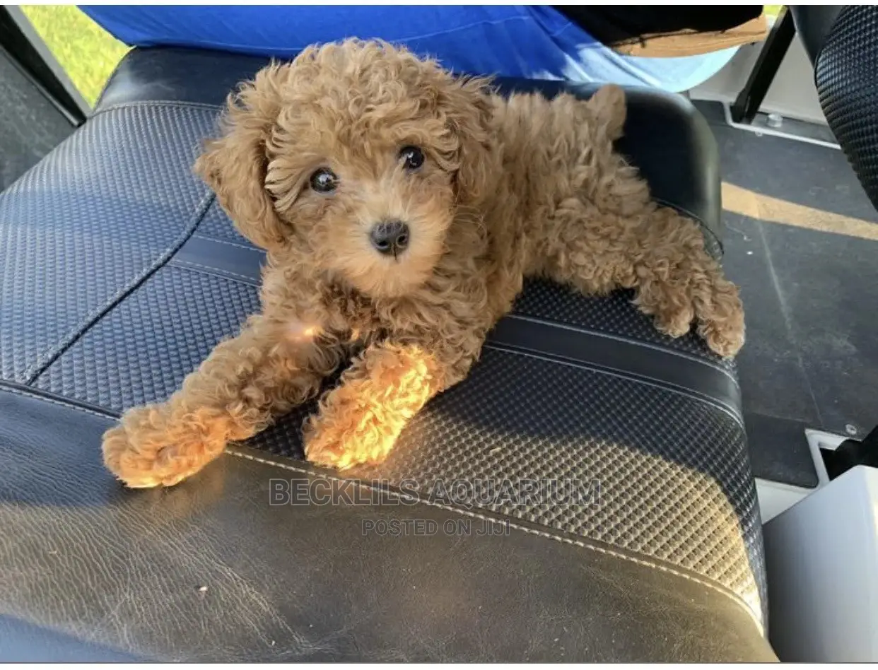 1-3 months Male Purebred Poodle