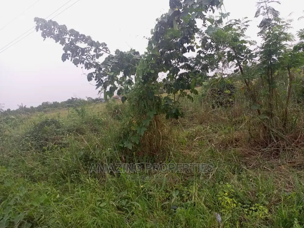 50acres of Mango Farm Land Available for Sale At