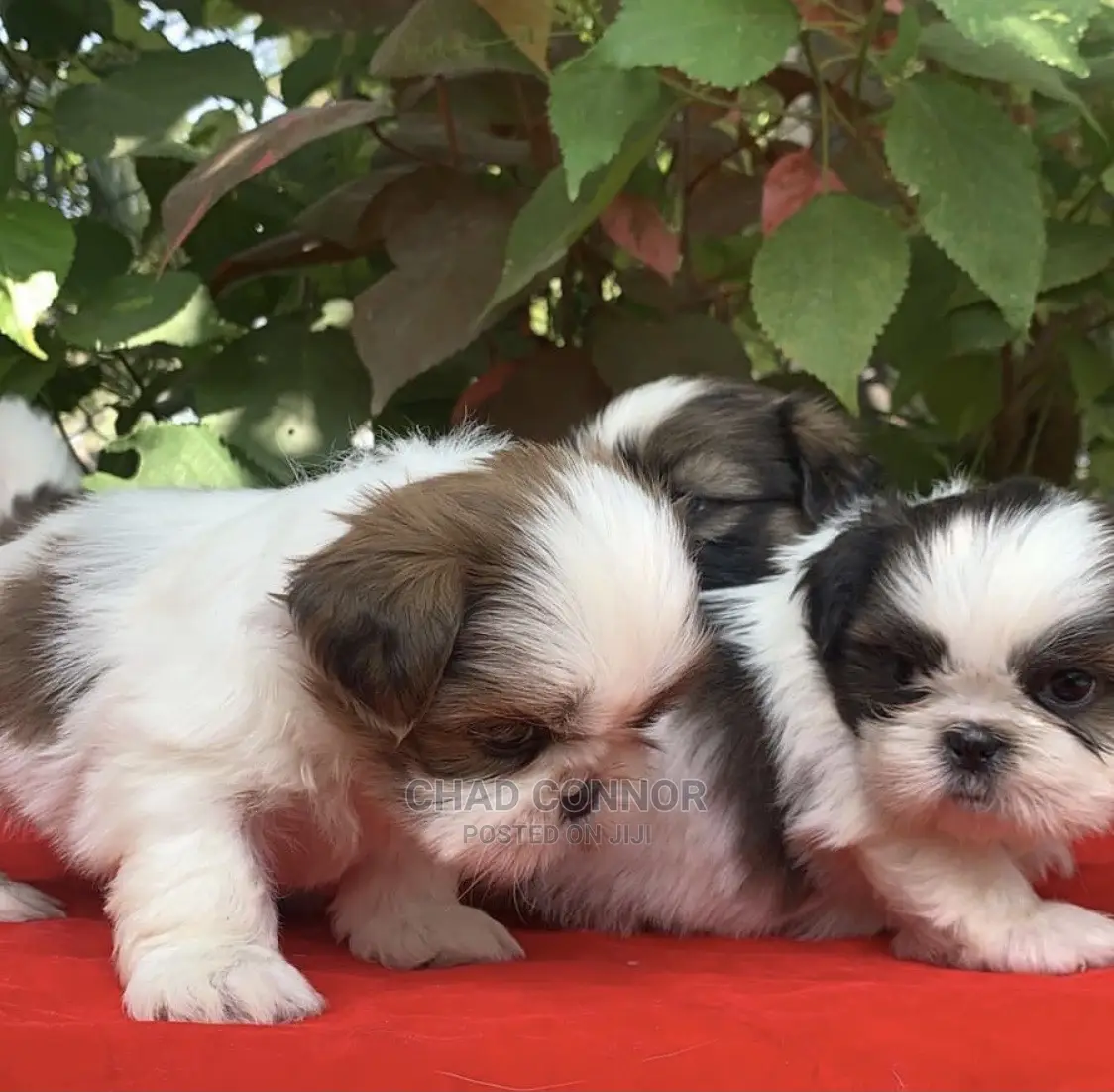 1-3 months Male Purebred Shih Tzu