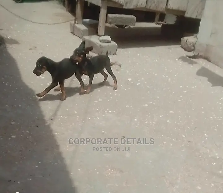 1-3 months Female Purebred Doberman Pinscher