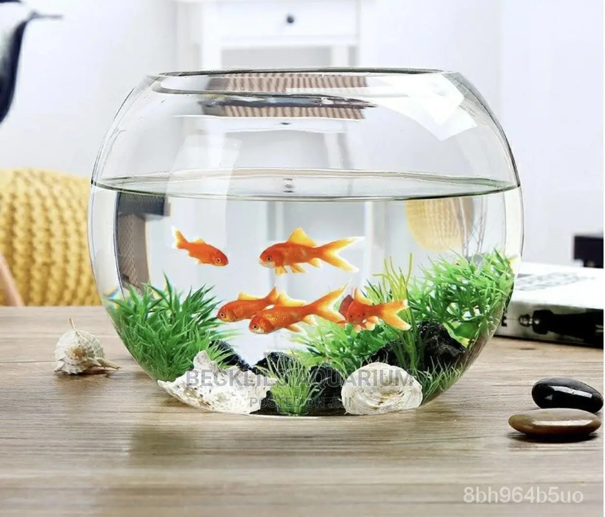 Quality Glass Fish Bowl With Fishes