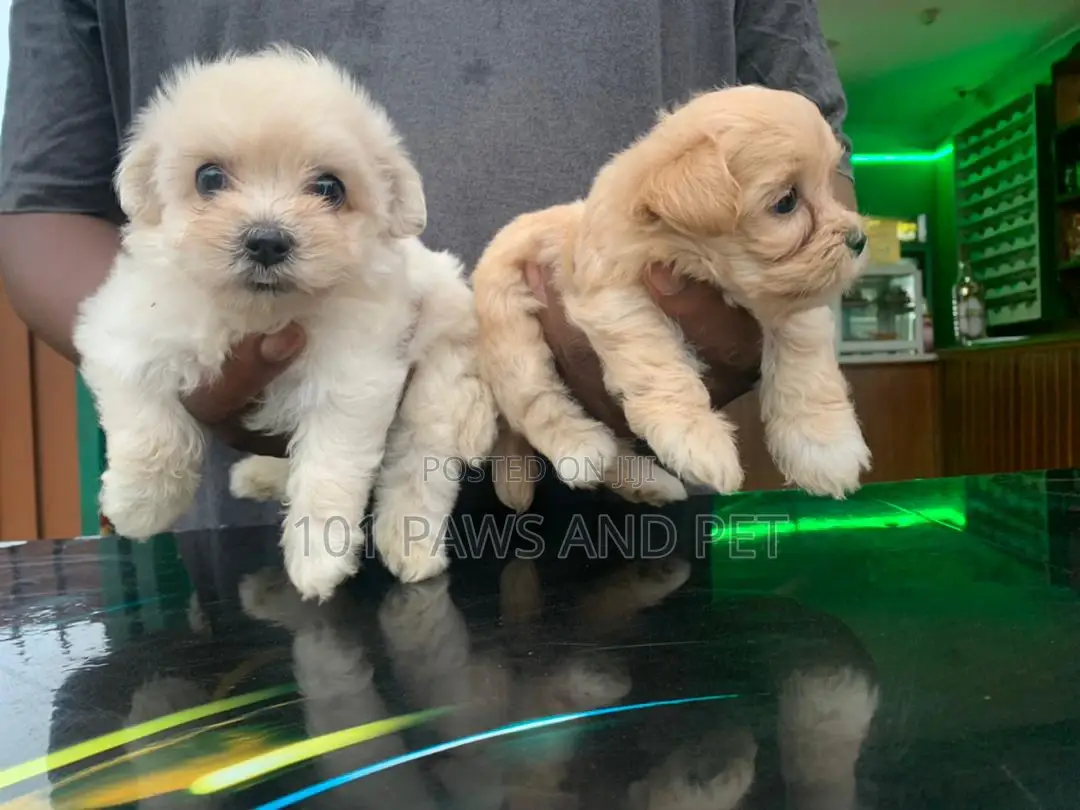 1-3 months Female Purebred Poodle
