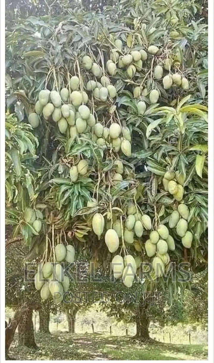 Grafted Mango Seedlings,Oil Palm,Orange, ,Avocado
