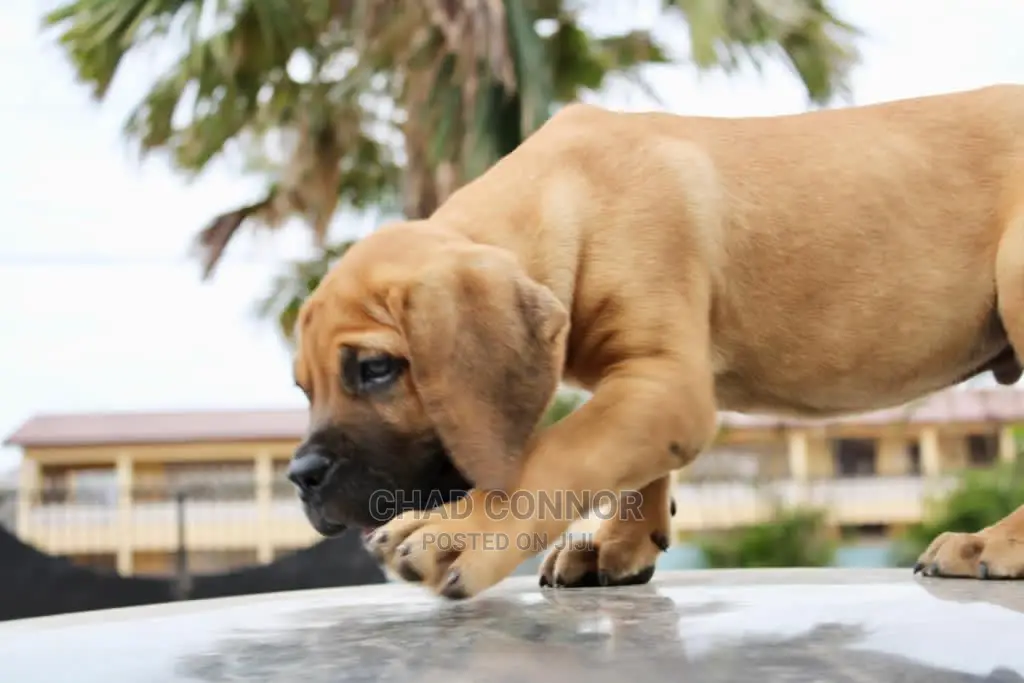 1-3 months Male Purebred Boerboel