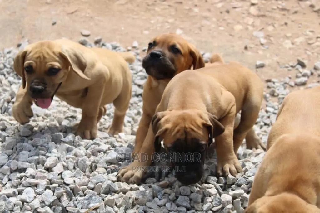 1-3 months Male Purebred Boerboel