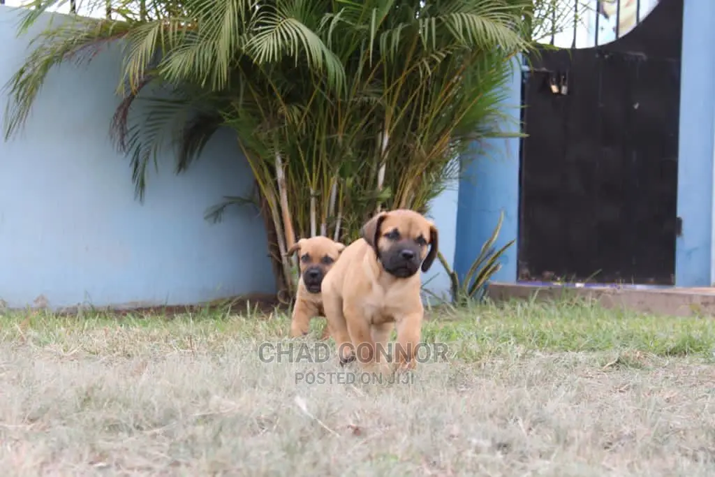 1-3 months Male Purebred Boerboel