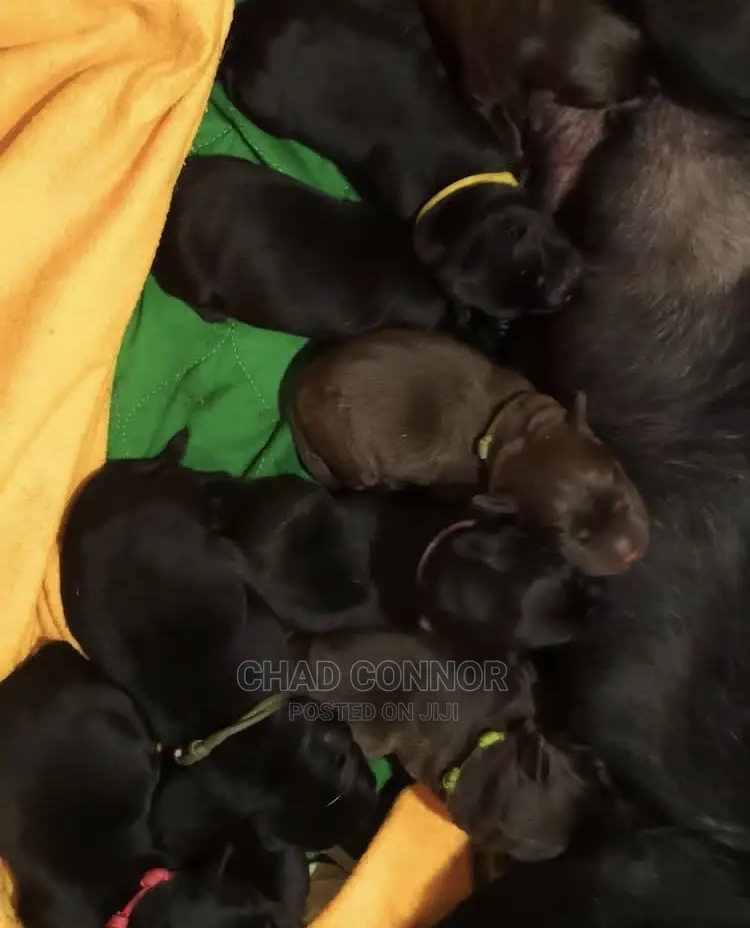 1-3 months Male Purebred Labrador Retriever