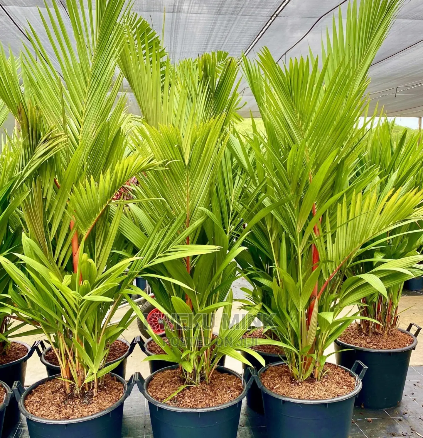 Lipstick Palm