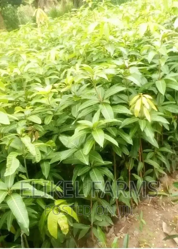 Grafted Mango Seedlings,Oil Palm,Orange, ,Avocado