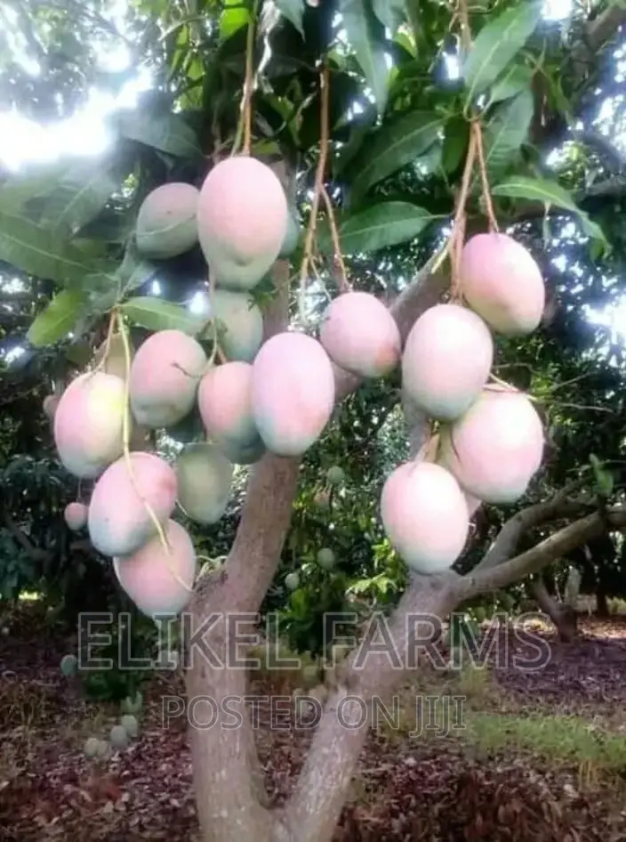 Grafted Mango Seedlings,Oil Palm,Orange, ,Avocado