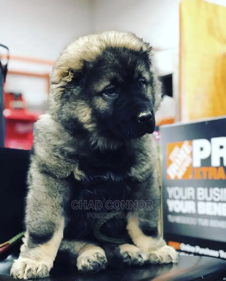 1-3 months Male Purebred Caucasian Shepherd