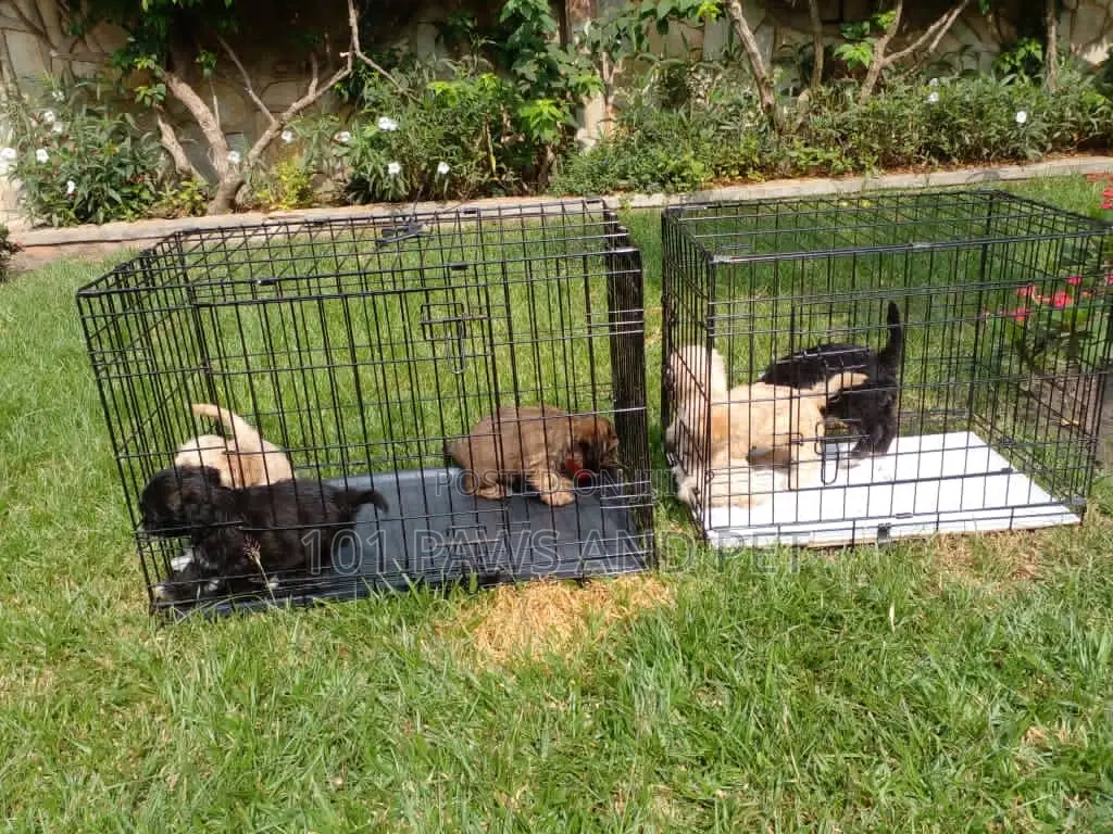 1-3 months Male Purebred Poodle