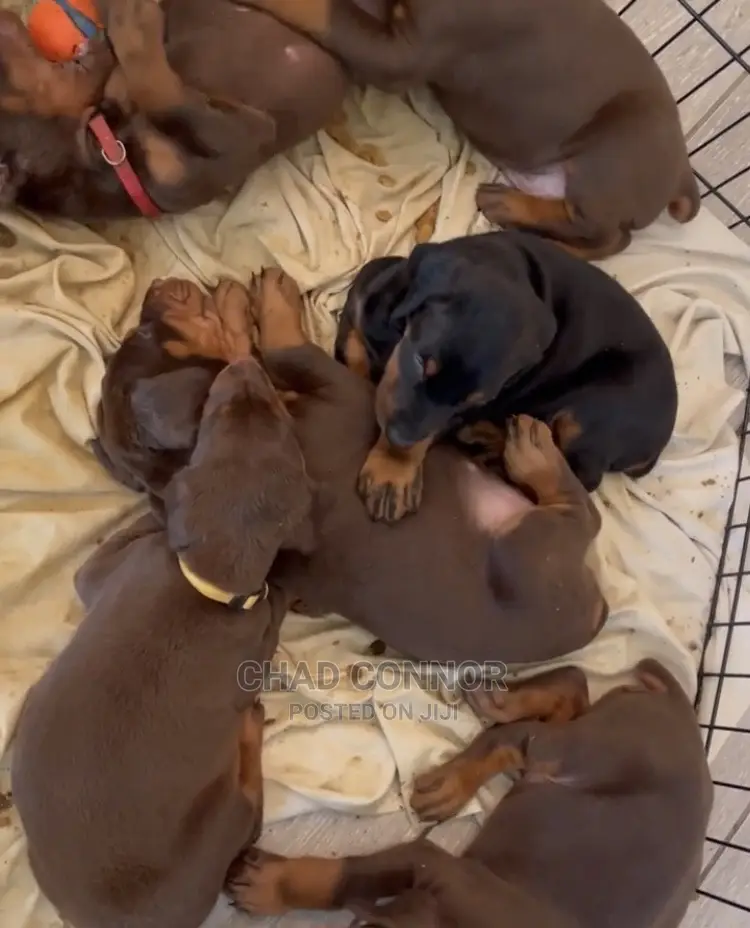 1-3 months Female Purebred Doberman Pinscher