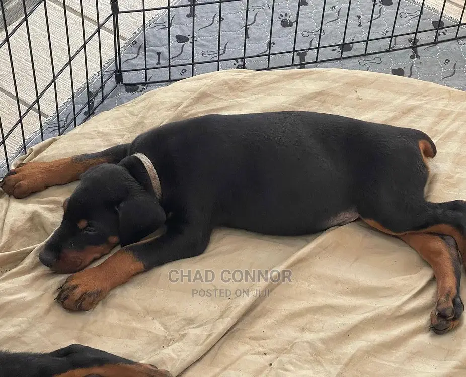 1-3 months Female Purebred Doberman Pinscher