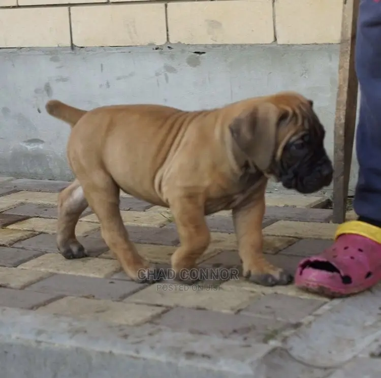 1-3 months Male Purebred Boerboel