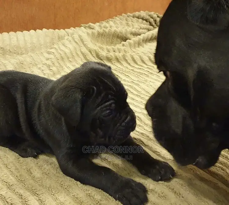 1-3 months Male Purebred Cane Corso