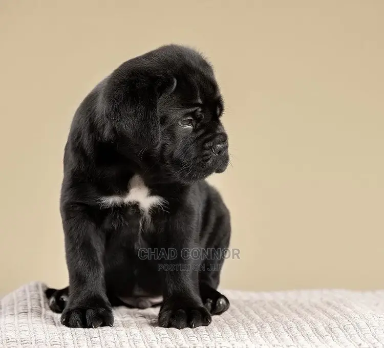 1-3 months Male Purebred Cane Corso