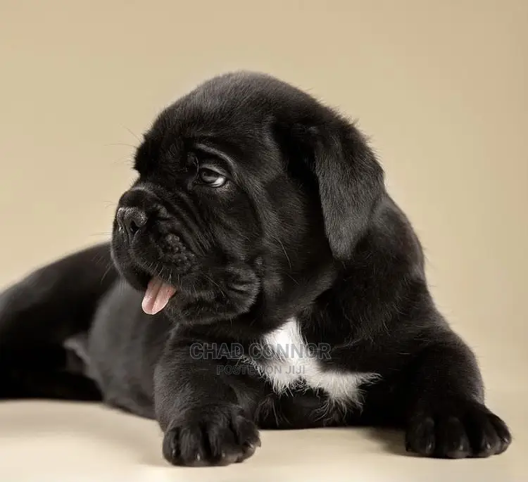 1-3 months Male Purebred Cane Corso