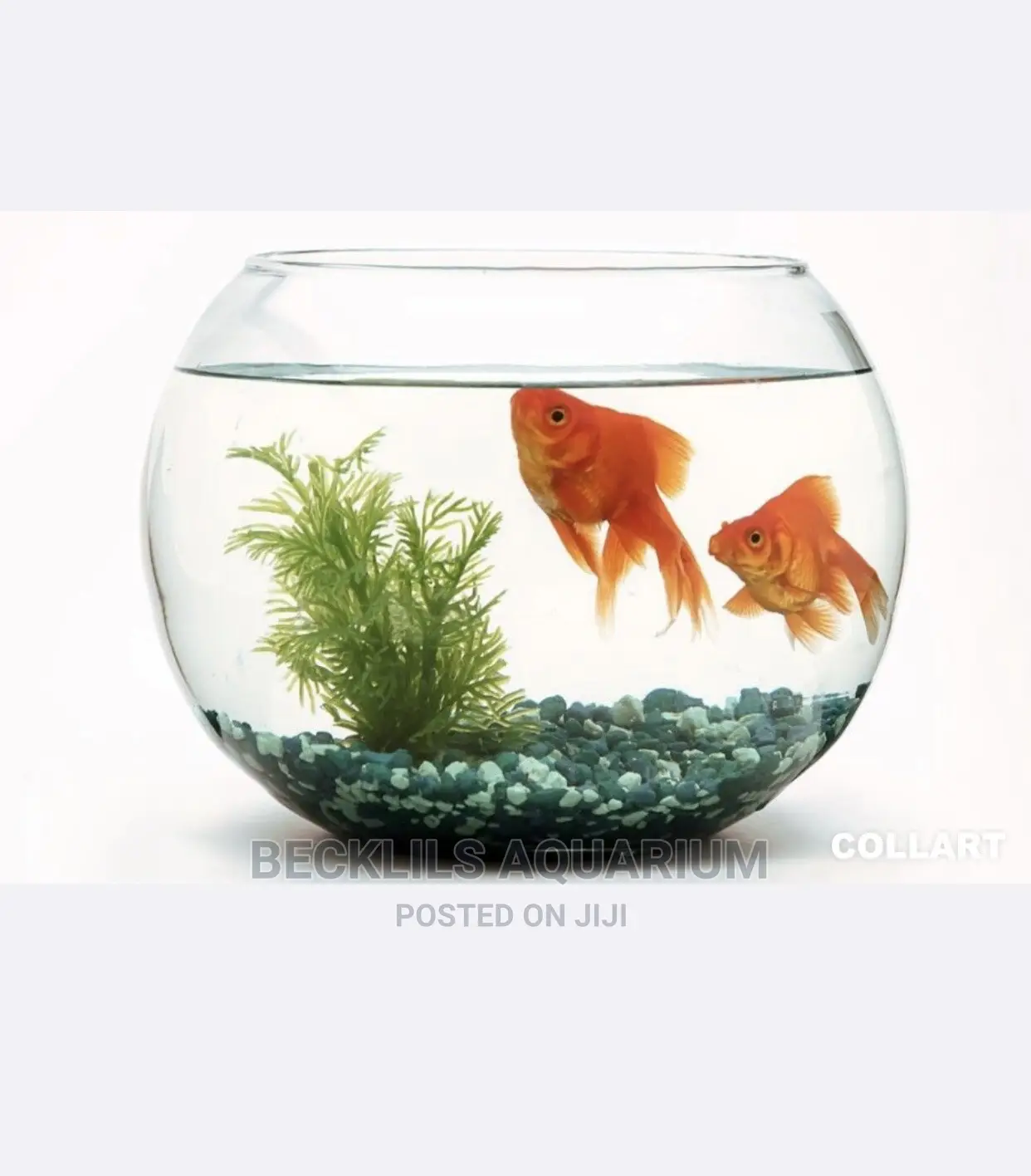 Package Glass Fish Bowl