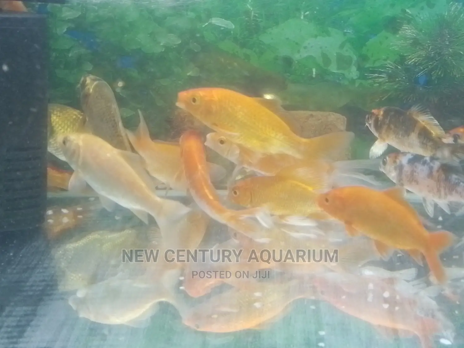 Gold Fishes and Koi