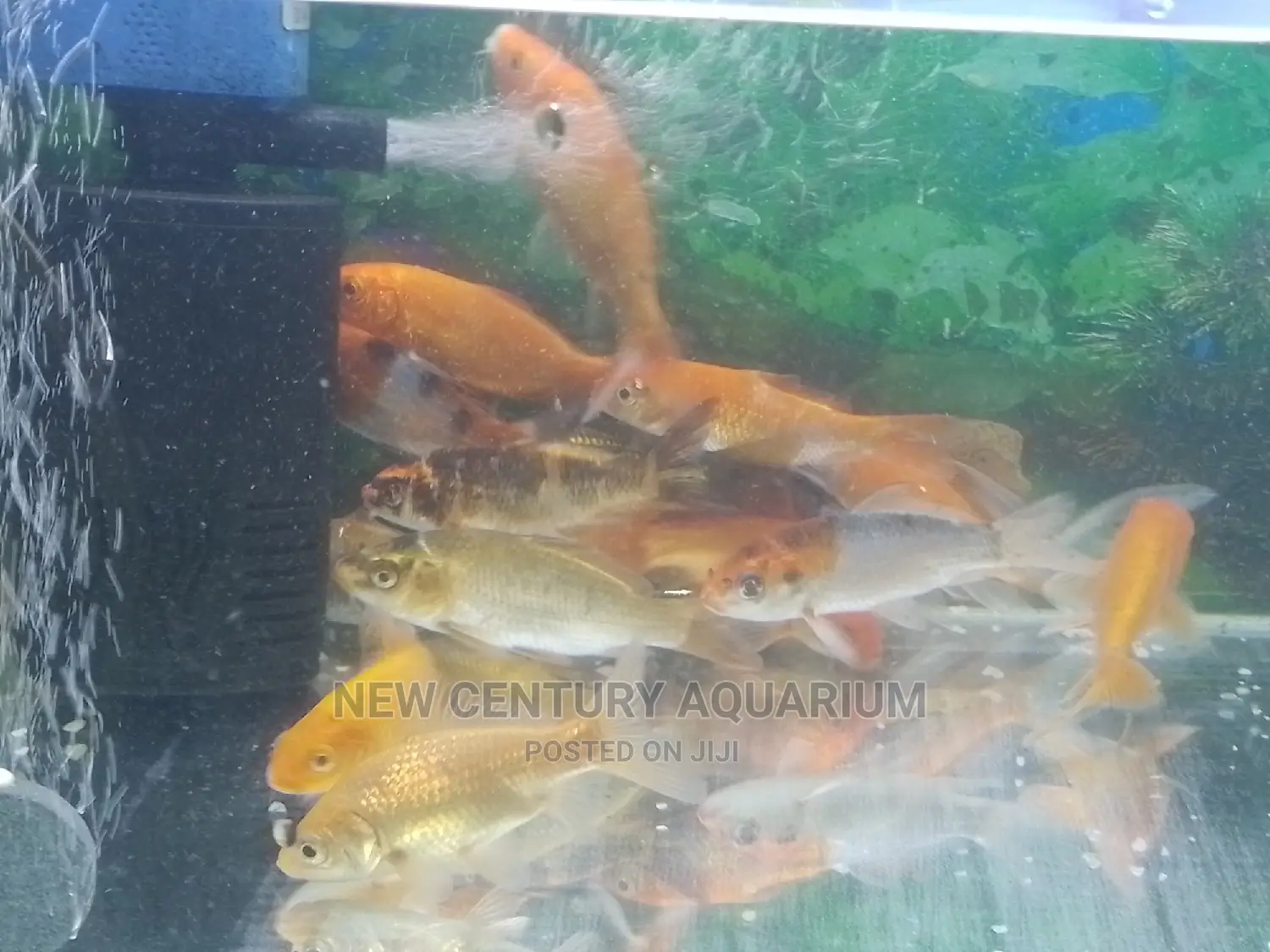 Gold Fishes and Koi